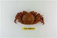 藏品(美麗斜紋蟹)的圖片